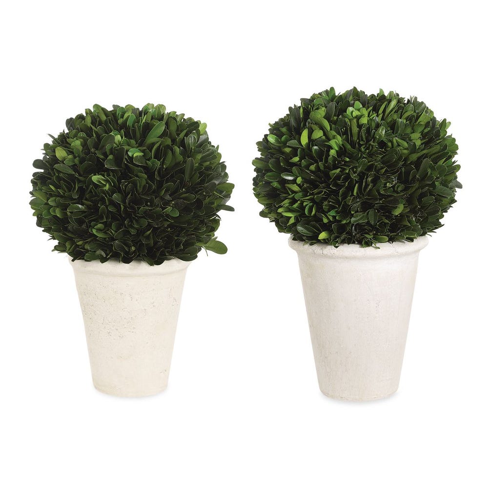 Set of 2 Preserved Boxwood Domes