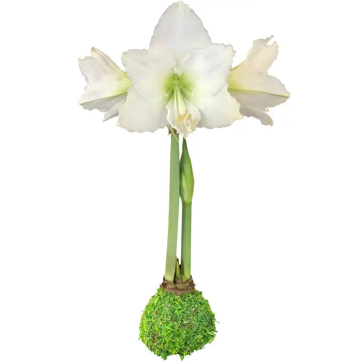 Double White Moss Bulb