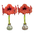 Waxed Amaryllis Bulbs