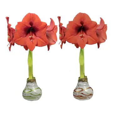 Waxed Amaryllis Bulbs