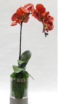 Bougainvillea Orange Artificial Orchid in Smoke Glass Vase
