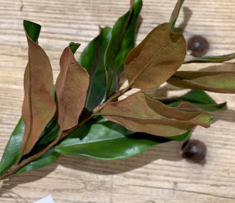 PVH Faux Classic Magnolia Stem